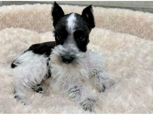 Miniature Schnauzer DOG Male Black & White Parti 9170 Petland San Antonio, TX