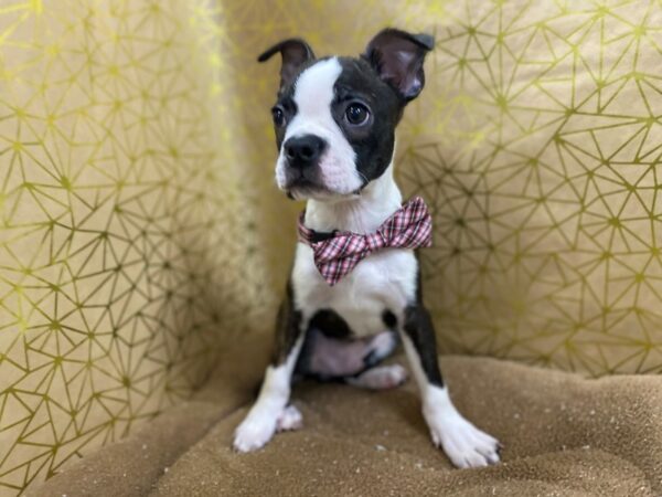 Boston Terrier DOG Male Brindle and White 6223 Petland San Antonio, TX