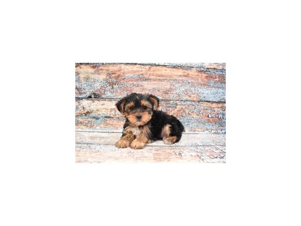 Yorkshire Terrier DOG Male Black and Tan 6273 Petland San Antonio, TX