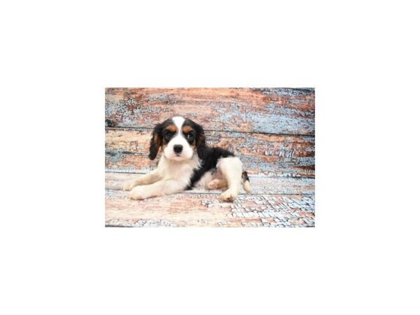 Cavalier King Charles Spaniel DOG Male Black and White 6272 Petland San Antonio, TX