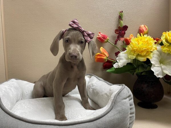 Weimaraner DOG Female slvr, gr 6274 Petland San Antonio, TX