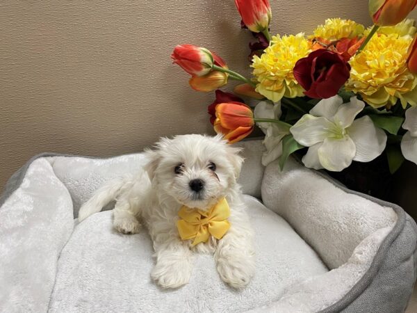 Maltechon-DOG-Male-wh & tri-6275-Petland San Antonio, TX