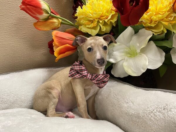 Italian Greyhound DOG Male bl fn, wh mkgs 6276 Petland San Antonio, TX