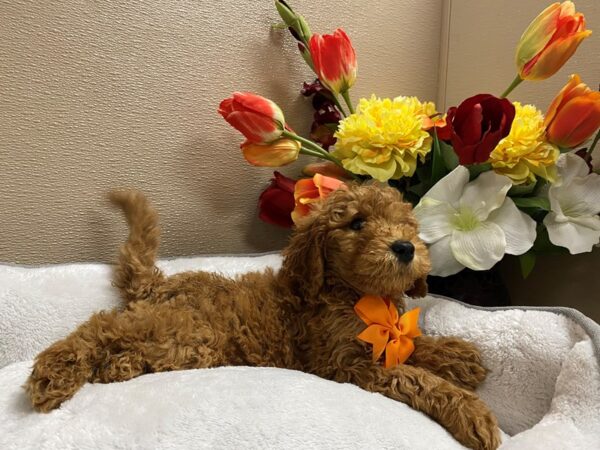 Mini Goldendoodle 3rd Gen DOG Male rd 6277 Petland San Antonio, TX