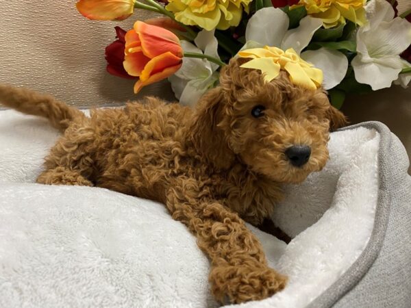 Mini Goldendoodle 3rd Gen DOG Female rd 6278 Petland San Antonio, TX