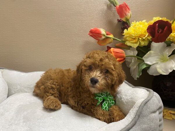 Mini Goldendoodle DOG Male rd 6279 Petland San Antonio, TX