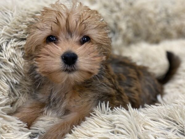 Morkie-DOG-Male-Golden-9173-Petland San Antonio, TX