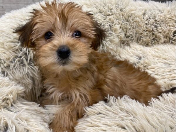 Morkie-DOG-Female-Golden-9174-Petland San Antonio, TX