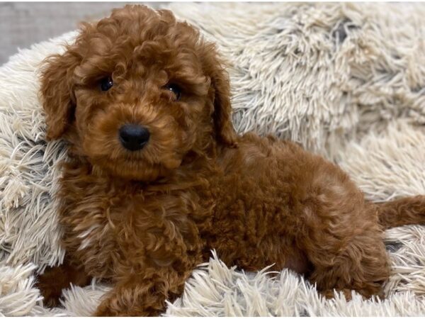 Miniature Goldendoodle-DOG-Male-Red-9175-Petland San Antonio, TX