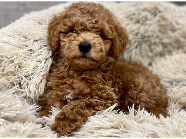 Miniature Goldendoodle-DOG-Male-Red-9176-Petland San Antonio, TX