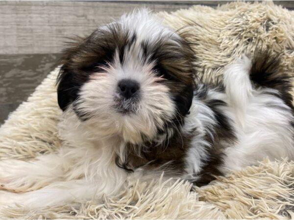 Shih Tzu-DOG-Male-Red Brindle & White-9177-Petland San Antonio, TX