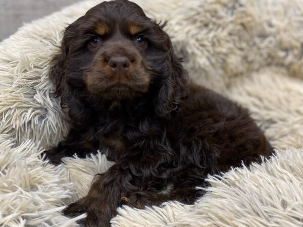 Cocker Spaniel DOG Male Chocolate & Tan 9178 Petland San Antonio, TX