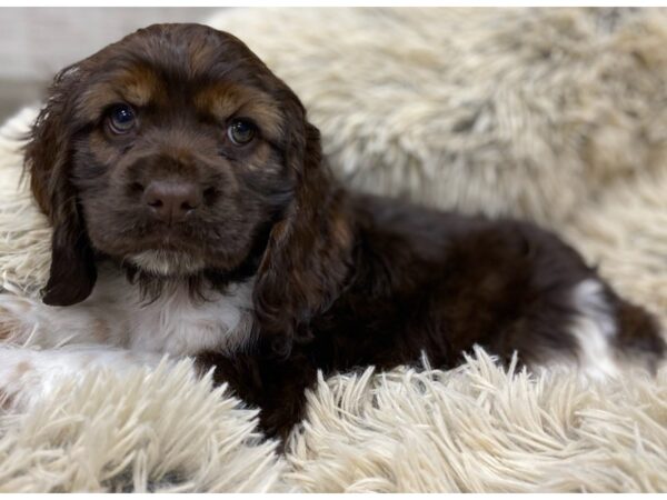 Cocker Spaniel DOG Male Chocolate Sable & White 9179 Petland San Antonio, TX