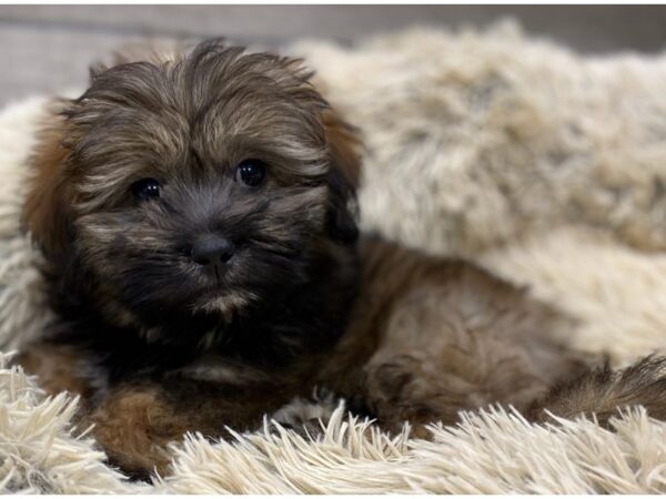 Lhasapoo DOG Female Golden 9180 Petland San Antonio, TX