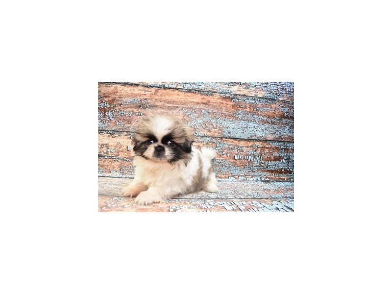 Pekingese Puppy Grey Sable ID: 6288 Located at Petland San Antonio, TX