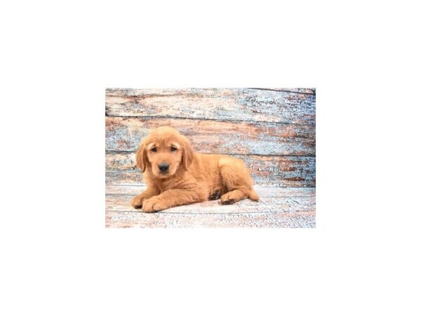 Golden Retriever DOG Male Dark Golden 6287 Petland San Antonio, TX