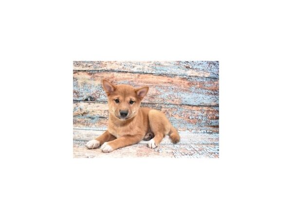 Shiba Inu-DOG-Female-Red-6290-Petland San Antonio, TX