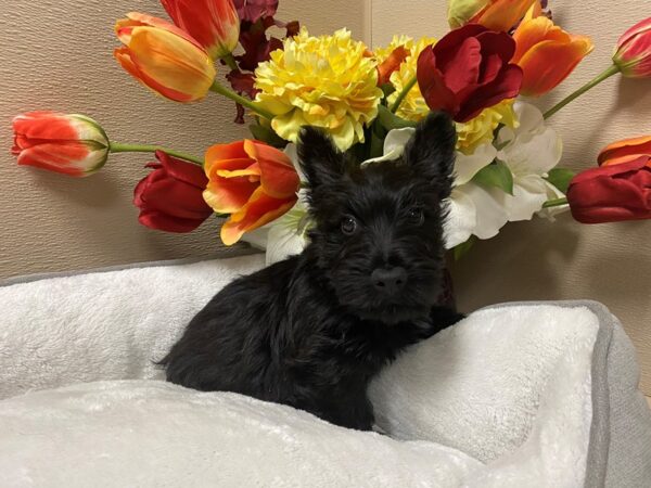 Scottish Terrier-DOG-Male-blk brdl-6285-Petland San Antonio, TX