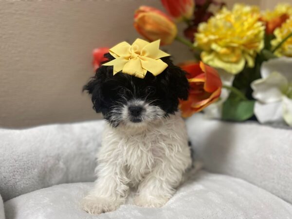 Pekeapoo DOG Female blk prti 6284 Petland San Antonio, TX