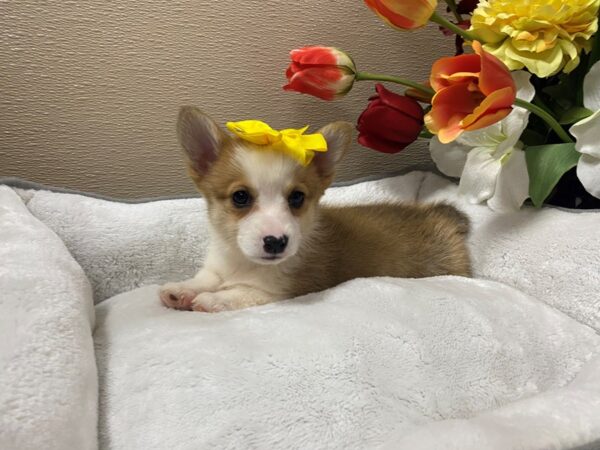 Pembroke Welsh Corgi DOG Female rd & wh 6283 Petland San Antonio, TX