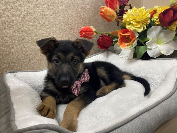 German Shepherd-DOG-Male-blk & tn-6282-Petland San Antonio, TX