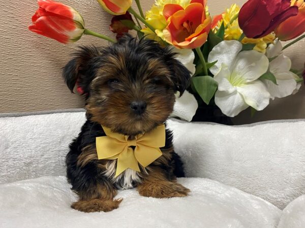 Yorkshire Terrier DOG Male blk & tn 6281 Petland San Antonio, TX