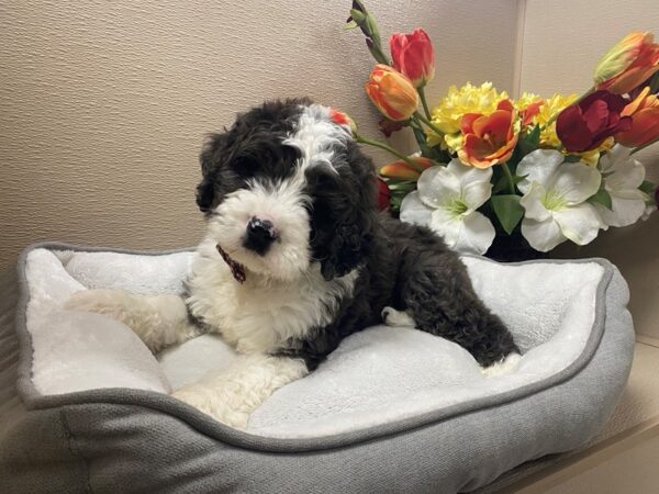 Bernedoodle DOG Male bl, wh mkgs 6280 Petland San Antonio, TX