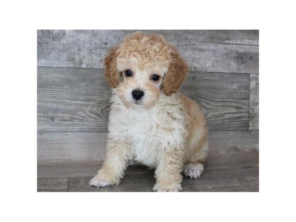 Miniature Poodle DOG Male Apricot 9183 Petland San Antonio, TX