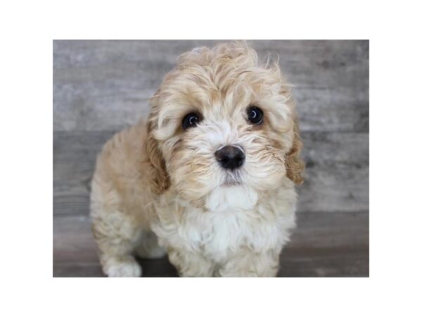 Cockapoo DOG Male Apricot 9186 Petland San Antonio, TX