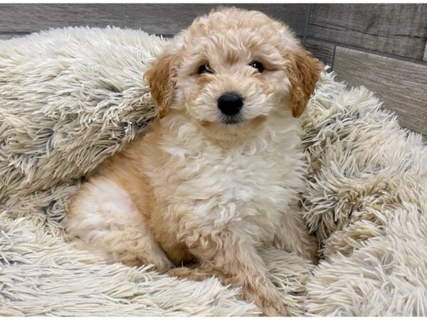 Miniature Goldendoodle-DOG-Male-Golden-9181-Petland San Antonio, TX