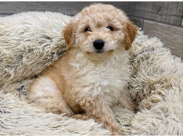 Miniature Goldendoodle DOG Male Golden 9181 Petland San Antonio, TX