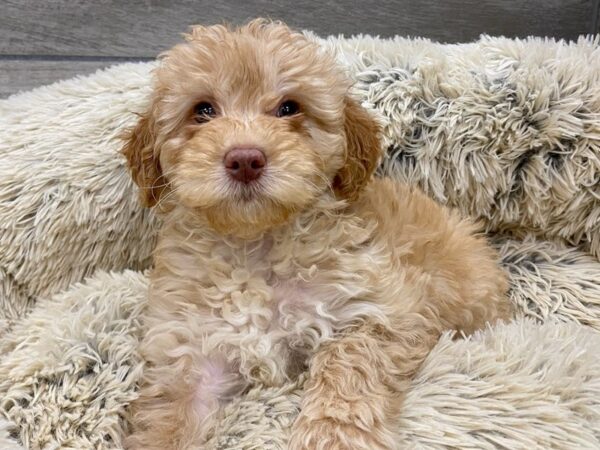 Miniature Goldendoodle DOG Female Golden 9182 Petland San Antonio, TX