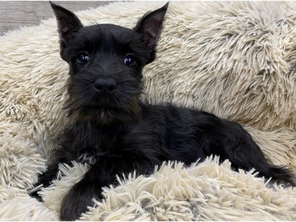 Miniature Schnauzer-DOG-Female-Black-9184-Petland San Antonio, TX