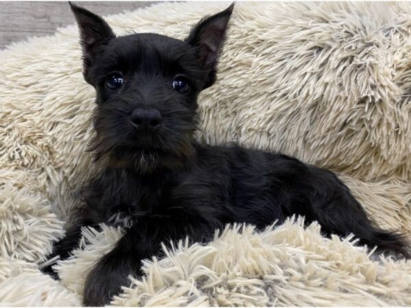 Miniature Schnauzer DOG Female Black 9184 Petland San Antonio, TX