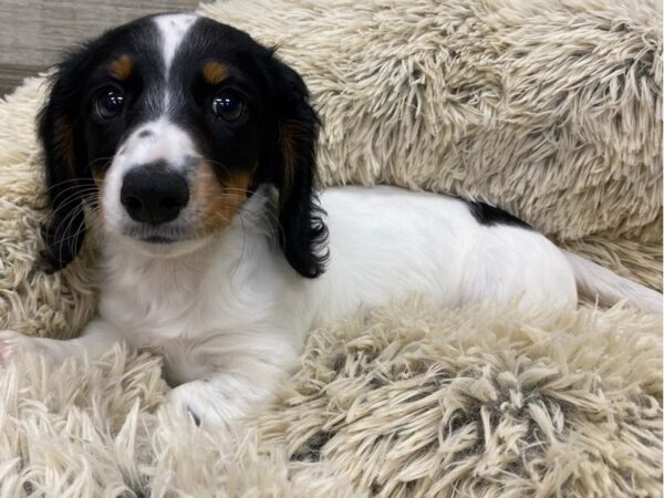 Dachshund DOG Male Black & Tan 9185 Petland San Antonio, TX