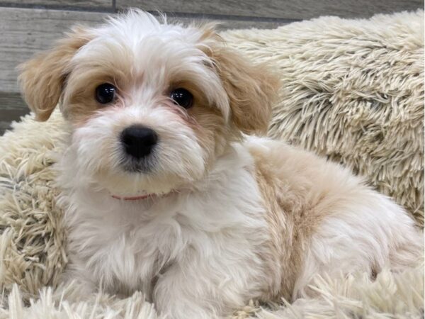 Havanese DOG Female White & Tan 9187 Petland San Antonio, TX