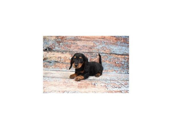 Dachshund DOG Female Black and Tan 6293 Petland San Antonio, TX