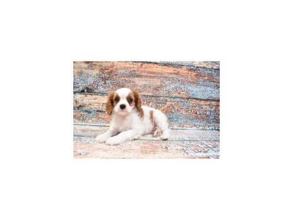 Cavalier King Charles Spaniel-DOG-Female-Blenheim-6291-Petland San Antonio, TX