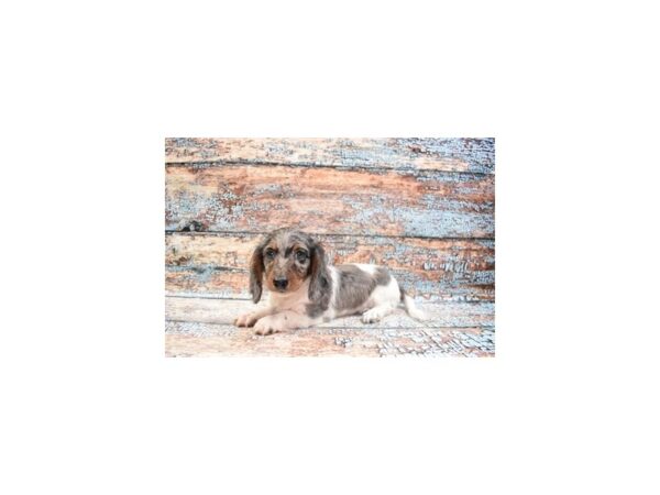 Dachshund-DOG-Male-Black and Silver Dapple-6292-Petland San Antonio, TX