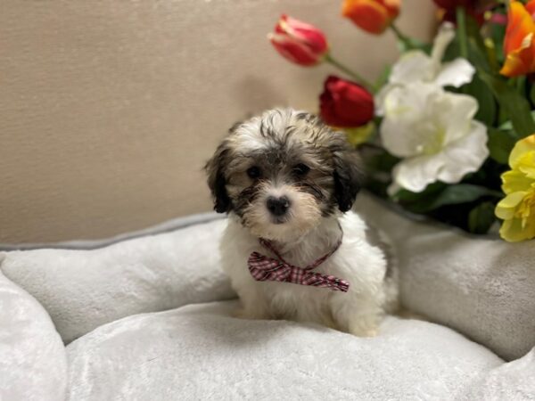 Teddy Bear-DOG-Male-wh & gld parti-6294-Petland San Antonio, TX