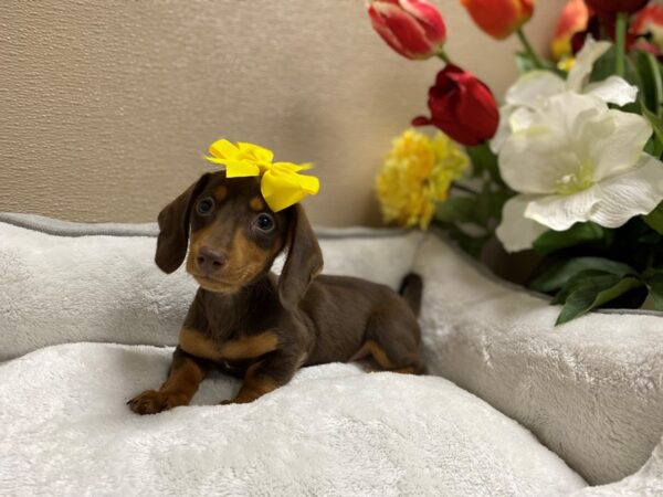 Dachshund DOG Female chlt & tn 6295 Petland San Antonio, TX