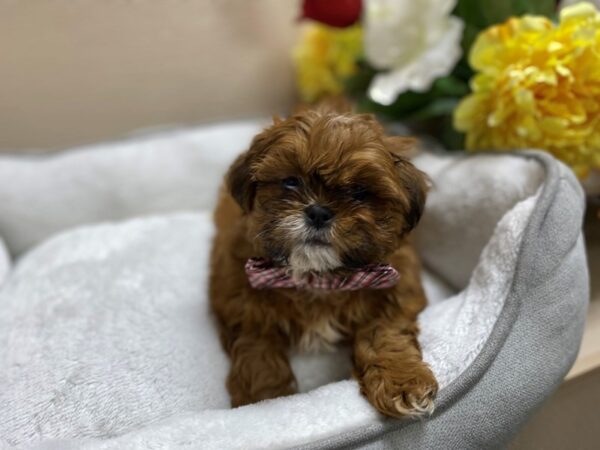 Shih Tzu DOG Male rd 6297 Petland San Antonio, TX