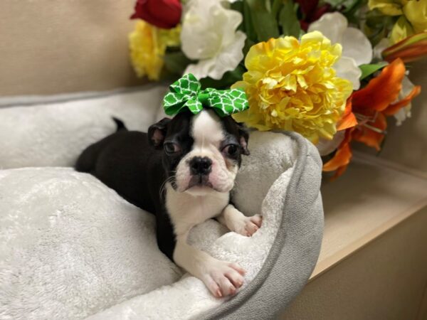 Boston Terrier DOG Female blk & wh 6296 Petland San Antonio, TX