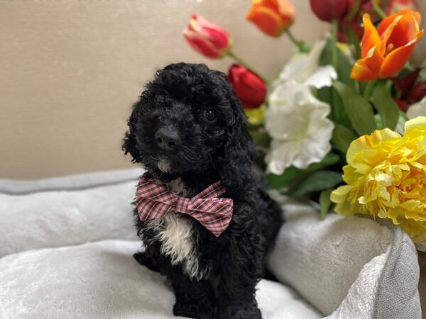 Mini Goldendoodle DOG Male chlt & blk 6298 Petland San Antonio, TX