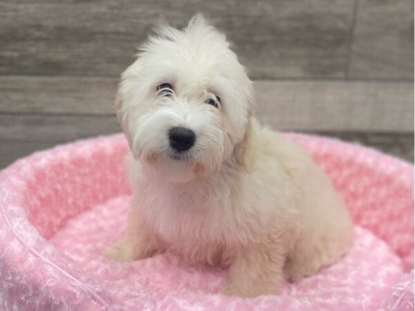 Miniature Goldendoodle DOG Female Golden 9138 Petland San Antonio, TX