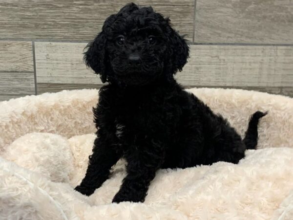 Miniature Goldendoodle DOG Male Black 9188 Petland San Antonio, TX