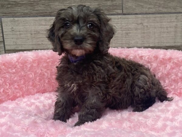 Miniature Goldendoodle DOG Female Chocolate 9189 Petland San Antonio, TX