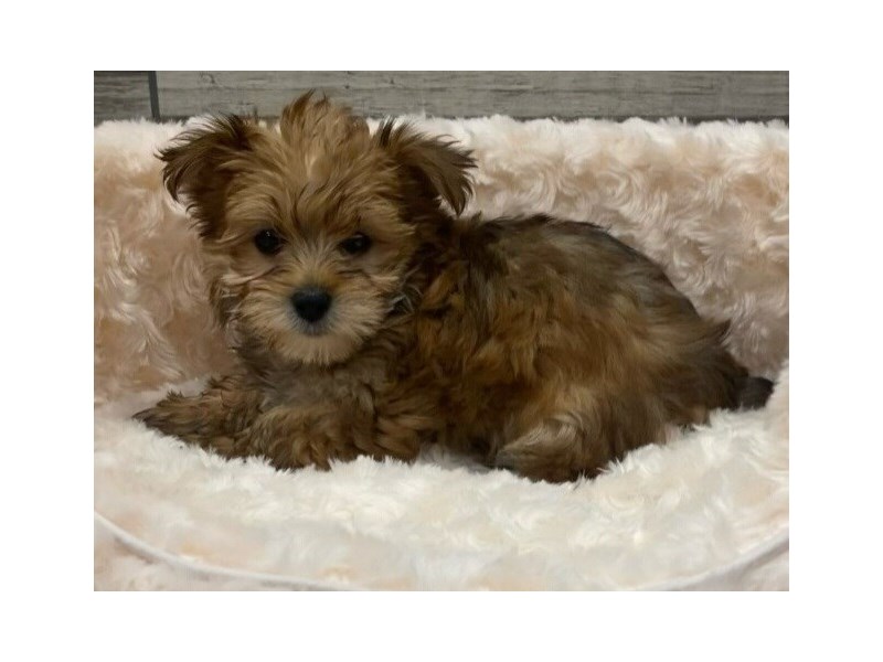 Morkie Puppy Golden ID 9190 Located at Petland San Antonio TX