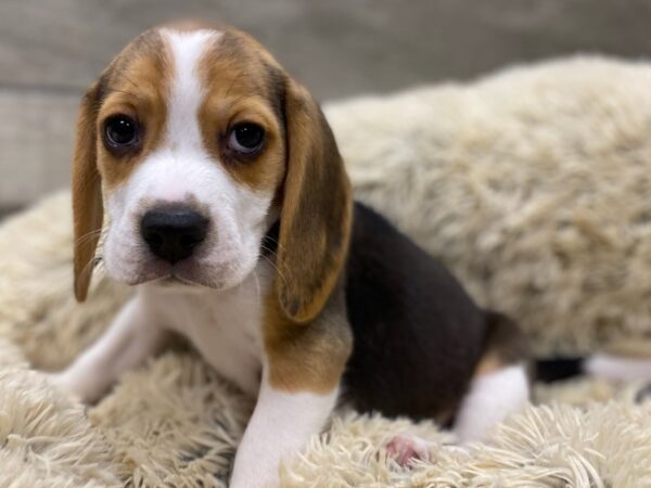 Beagle DOG Male Black White & Tan 9193 Petland San Antonio, TX