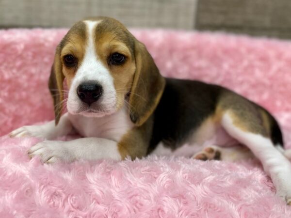 Beagle DOG Female Black White & Tan 9194 Petland San Antonio, TX